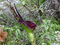 Dracunculus vulgaris 13, Drakenwortel,  Saxifraga-Harry Jans