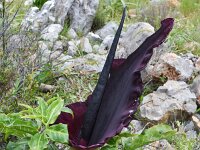 Dracunculus vulgaris 14, Drakenwortel,  Saxifraga-Harry Jans