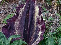 Dracunculus vulgaris 15, Drakenwortel,  Saxifraga-Harry Jans