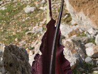 Dracunculus vulgaris 3, Drakenwortel,  Saxifraga-Willem van Kruijsbergen