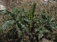 Dracunculus vulgaris 5, Drakenwortel,  Saxifraga-Willem van Kruijsbergen
