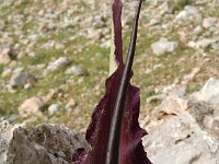 Dracunculus vulgaris 7, Drakenwortel,  Saxifraga-Jan van der Straaten