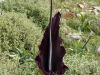 Dracunculus vulgaris 8, Drakenwortel,  Saxifraga-Jan van der Straaten