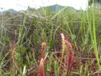 Drosera anglica 13, Lange zonnedauw, Saxifraga-Rob Felix : Plantae, Plants, planten