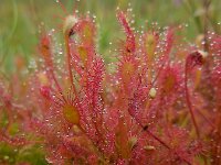 Drosera intermedia 120, Kleine zonnedauw, Saxifraga-Ed Stikvoort