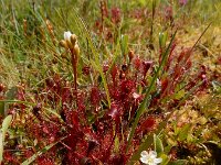 Drosera intermedia 122, Kleine zonnedauw, Saxifraga-Ed Stikvoort