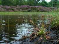 Drosera intermedia 127, Kleine zonnedauw, Saxifraga-Ed Stikvoort