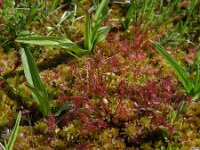 Drosera intermedia 130, Kleine zonnedauw, Saxifraga-Ed Stikvoort
