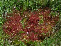 Drosera intermedia 131, Kleine zonnedauw, Saxifraga-Ed Stikvoort