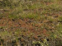 Drosera intermedia 22, Kleine zonnedauw, habitat, Saxifraga-Willem van Kruijsbergen