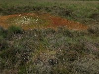 Drosera intermedia 49, Kleine zonnedauw, Saxifraga-Hans Boll