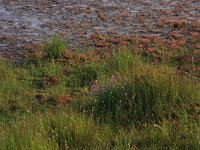 Drosera intermedia 55, Kleine zonnedauw, Saxifraga-Hans Boll