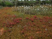 Drosera intermedia 56, Kleine zonnedauw, Saxifraga-Hans Boll