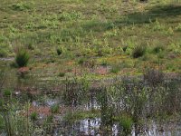Drosera intermedia 64, Kleine zonnedauw, Saxifraga-Hans Boll