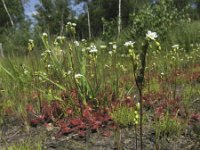 Drosera rotundifolia 10, Ronde zonnedauw, Saxifraga-Rob Felix : Plantae, Plants, planten