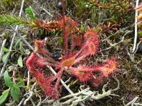 Drosera rotundifolia 11, Ronde zonnedauw, Saxifraga-Rutger Barendse