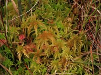 Drosera rotundifolia 20, Ronde zonnedauw, Saxifraga-Hans Boll