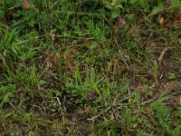 Drosera rotundifolia 21, Ronde zonnedauw, Saxifraga-Hans Boll