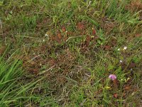 Drosera rotundifolia 24, Ronde zonnedauw, Saxifraga-Hans Boll