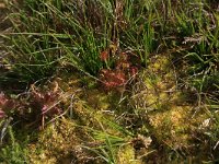 Drosera rotundifolia 25, Ronde zonnedauw, Saxifraga-Hans Boll