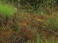 Drosera rotundifolia 26, Ronde zonnedauw, Saxifraga-Hans Boll