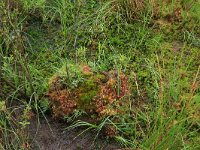 Drosera rotundifolia 28, Ronde zonnedauw, Saxifraga-Hans Boll