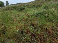 Drosera rotundifolia 29, Ronde zonnedauw, Saxifraga-Hans Boll