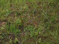 Drosera rotundifolia 30, Ronde zonnedauw, Saxifraga-Hans Boll