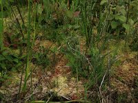 Drosera rotundifolia 33, Ronde zonnedauw, Saxifraga-Hans Boll
