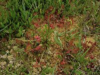 Drosera rotundifolia 34, Ronde zonnedauw, Saxifraga-Hans Boll