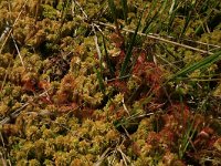 Drosera rotundifolia 36, Ronde zonnedauw, Saxifraga-Hans Boll
