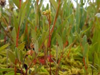 Drosera rotundifolia 37, Ronde zonnedauw, Saxifraga-Ed Stikvoort