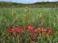 Drosera rotundifolia 38, Ronde zonnedauw, Saxifraga-Ed Stikvoort