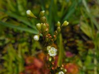 Drosera rotundifolia 40, Ronde zonnedauw, Saxifraga-Ed Stikvoort