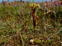 Drosera rotundifolia 41, Ronde zonnedauw, Saxifraga-Ed Stikvoort
