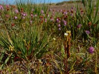 Drosera rotundifolia 42, Ronde zonnedauw, Saxifraga-Ed Stikvoort