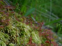 Drosera rotundifolia 46, Ronde zonnedauw, Saxifraga-Dirk Hilbers