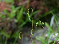 Drosera rotundifolia 47, Ronde zonnedauw, Saxifraga-Dirk Hilbers
