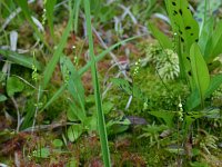 Drosera rotundifolia 48, Ronde zonnedauw, Saxifraga-Dirk Hilbers
