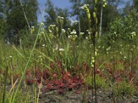 Drosera rotundifolia 9, Ronde zonnedauw, Saxifraga-Rob Felix : Plantae, Plants, planten