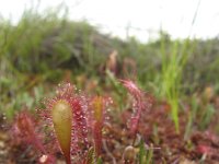 Drosera x obovata 1, Bastaardzonnedauw, Saxifraga-Rob Felix : Plantae, Plants, planten