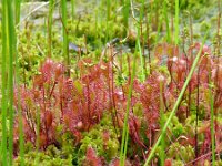 Drosera x obovata 2, Lange x Ronde zonnedauw, Saxifraga-Hans Grotenhuis