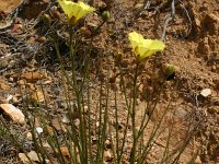 Drosophyllum lusitanicum 3, Saxifraga-Dirk Hilbers