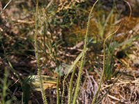 Drosophyllum lusitanicum 4, Saxifraga-Piet Zomerdijk