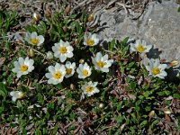 Dryas octopetala 1, Saxifraga-Willem van Kruijsbergen