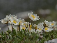 Dryas octopetala 69, Saxifraga-Luuk Vermeer