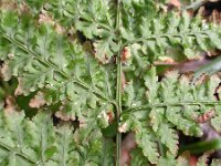 Dryopteris aemula 1, Saxifraga-Sasha van der Sleesen