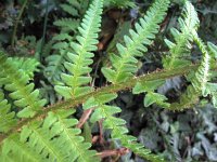Dryopteris affinis 1, Geschubde mannetjesvaren, Saxifraga-Rutger Barendse