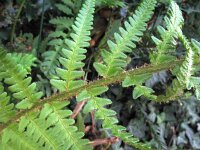 Dryopteris affinis