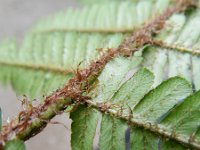 Dryopteris affinis 16, Geschubde mannetjesvaren, Saxifraga-Rutger Barendse